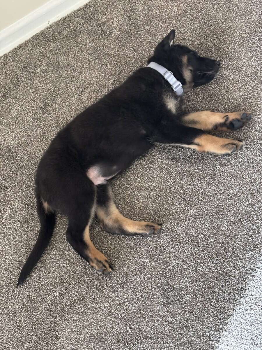 5month pure German Shepherd image 14