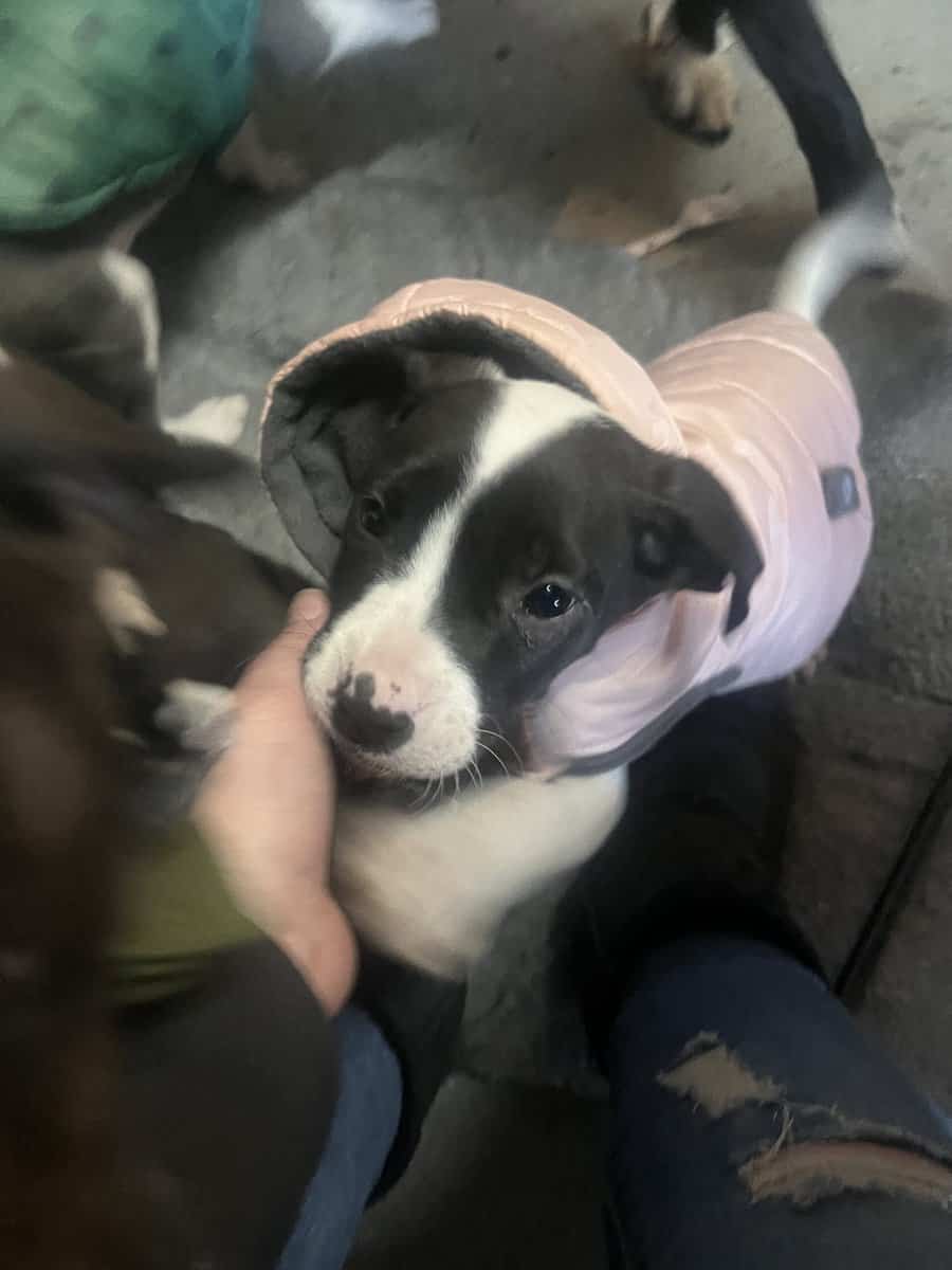 3 female putti mix puppies image 5