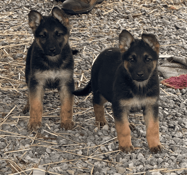 Beautiful Shepherd Puppies image 1