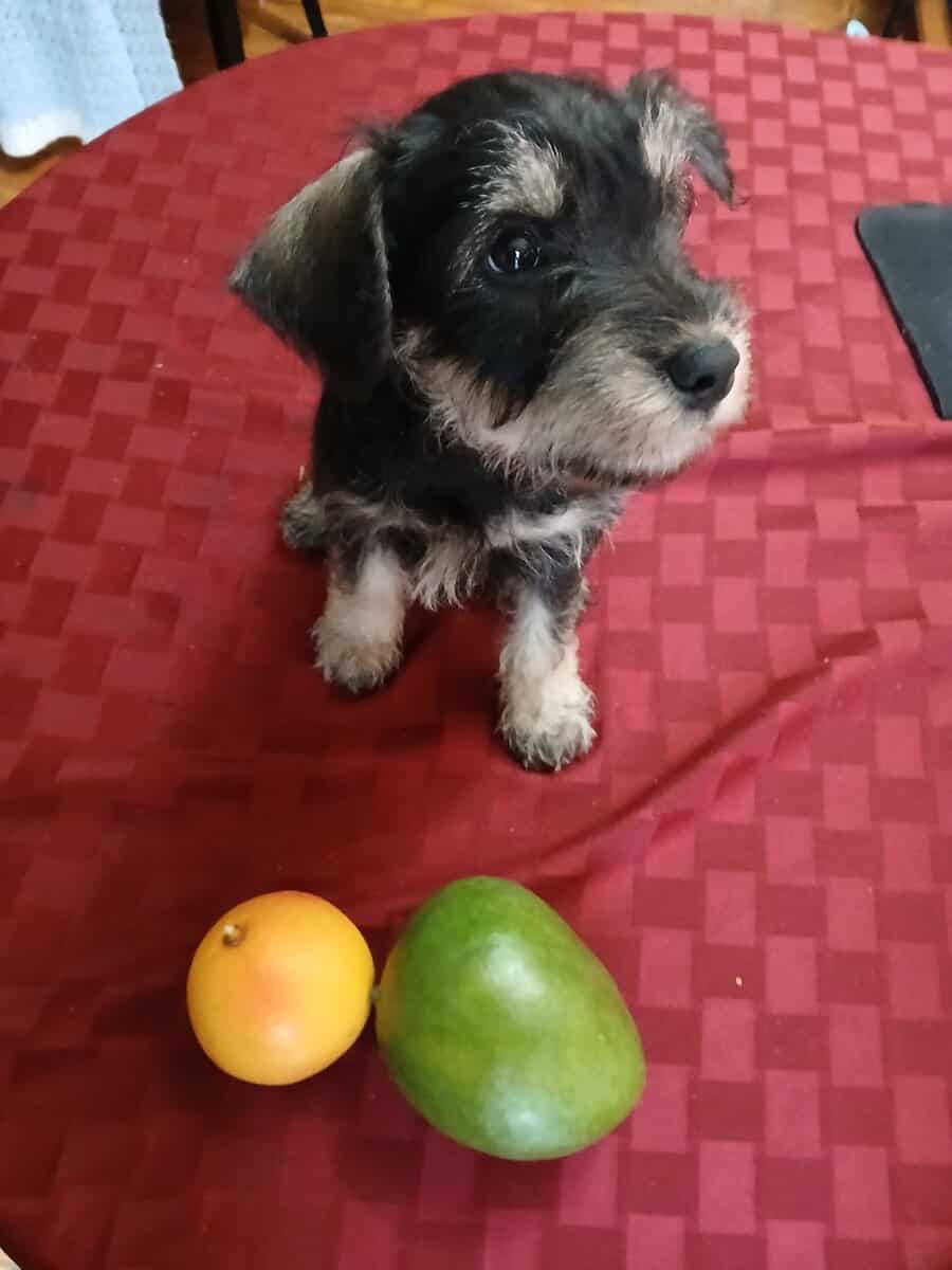 Schnauzer small image 1
