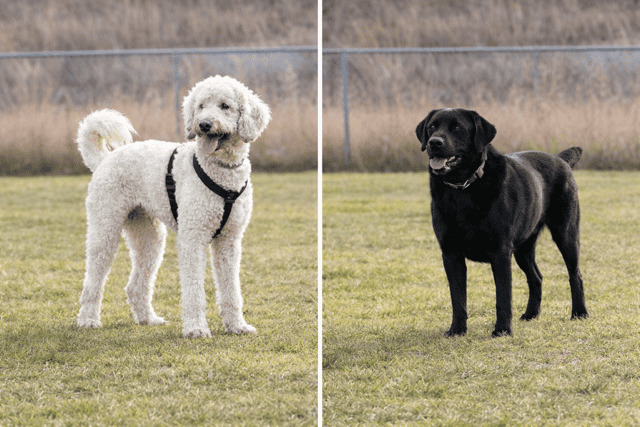 Labradoodle Puppies image 2