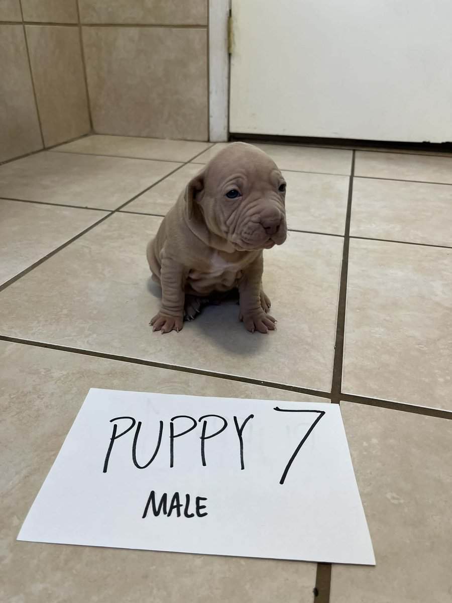 Beautiful 5 week old Red Nose American pittbulls image 8