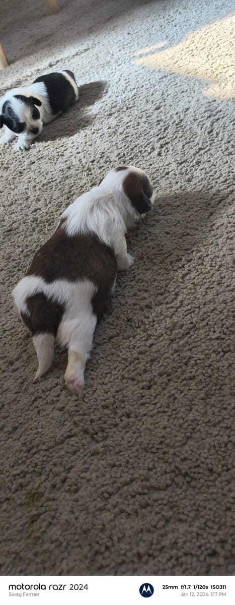 Puppies for loving home image 8