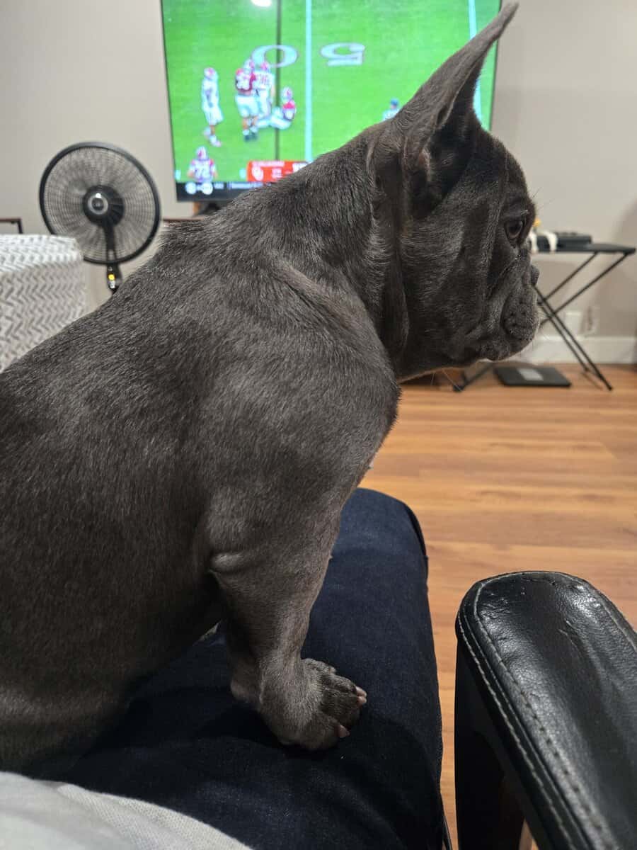 French bulldog image 3
