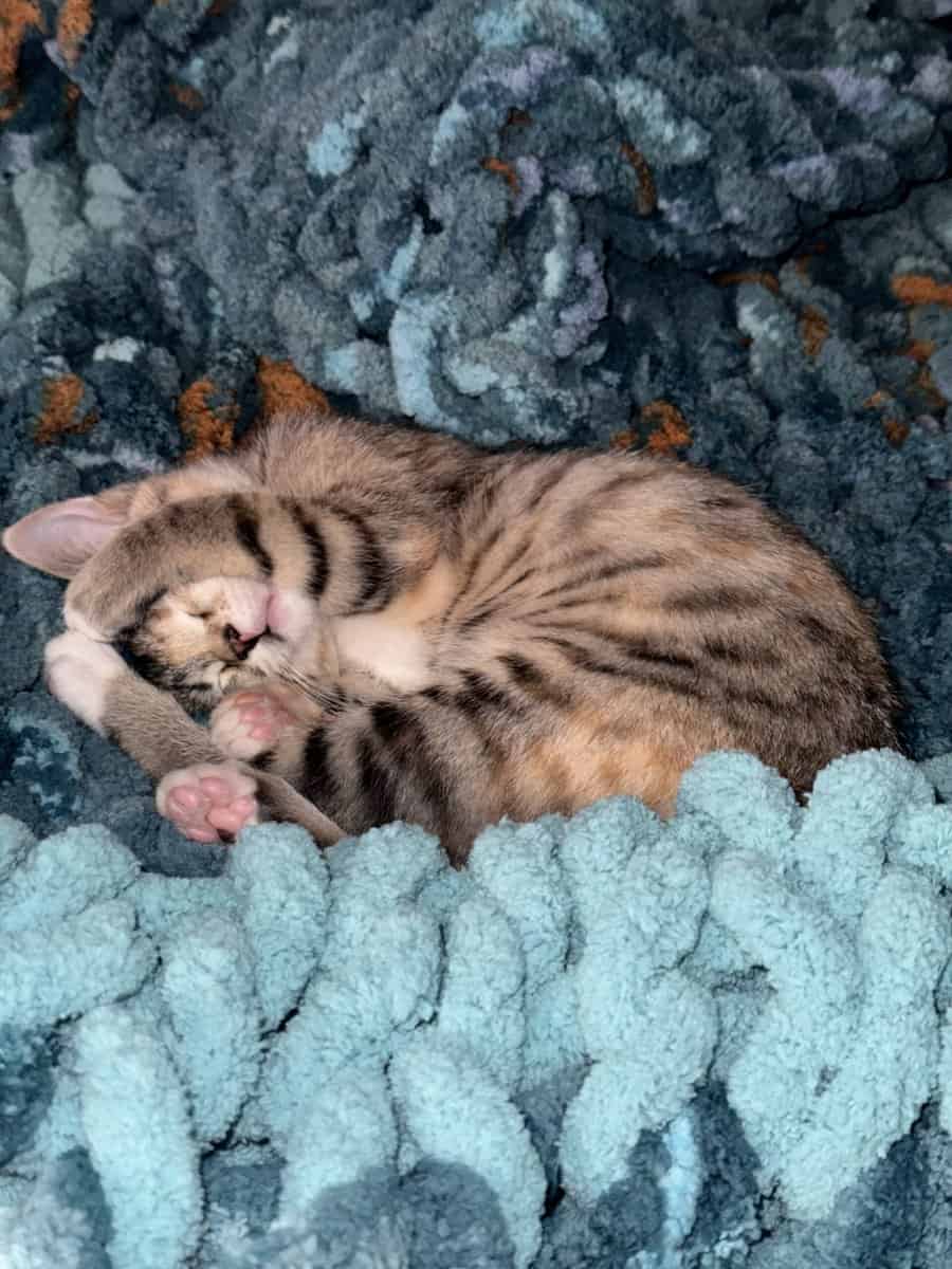 Free cat! I am so energetic and love to play! image 4