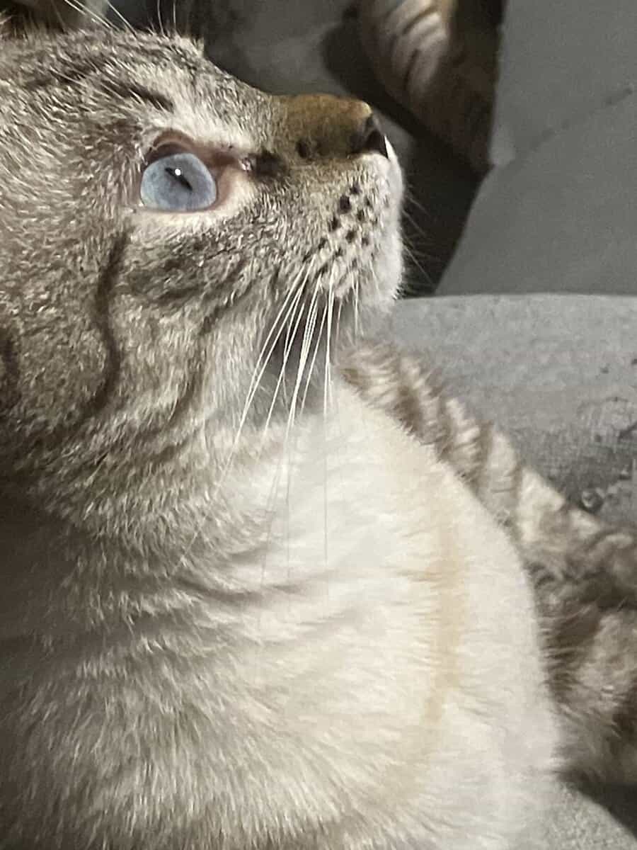 Cat in need of a forever home image 2