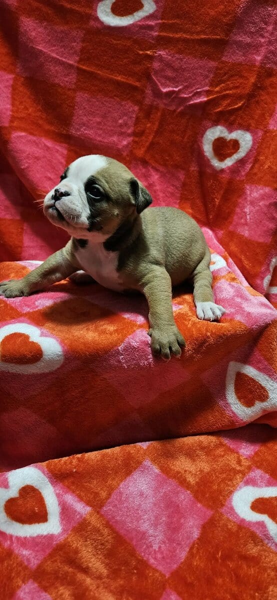 Ioeba registered Olde English Bulldogge image 7