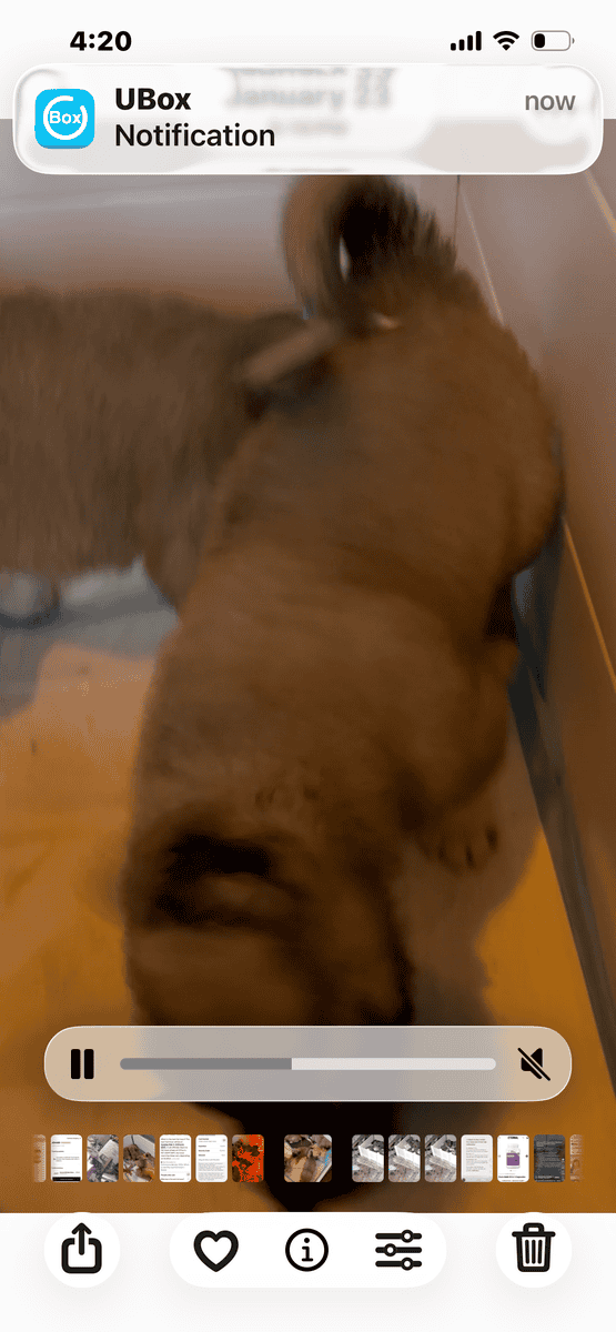 Livestock Guardian puppies image 10