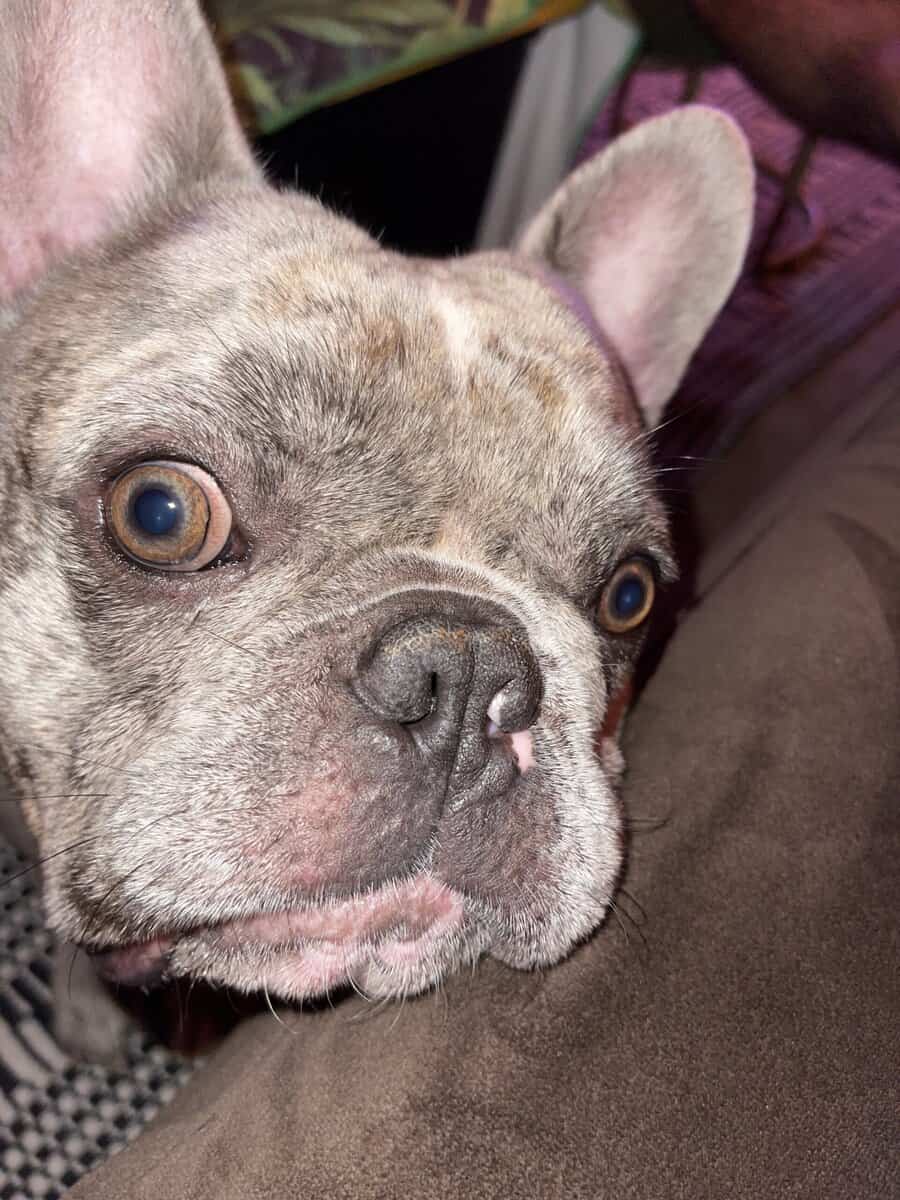 Merle Pocket Bully French Bulldog Male 7yrs image 2