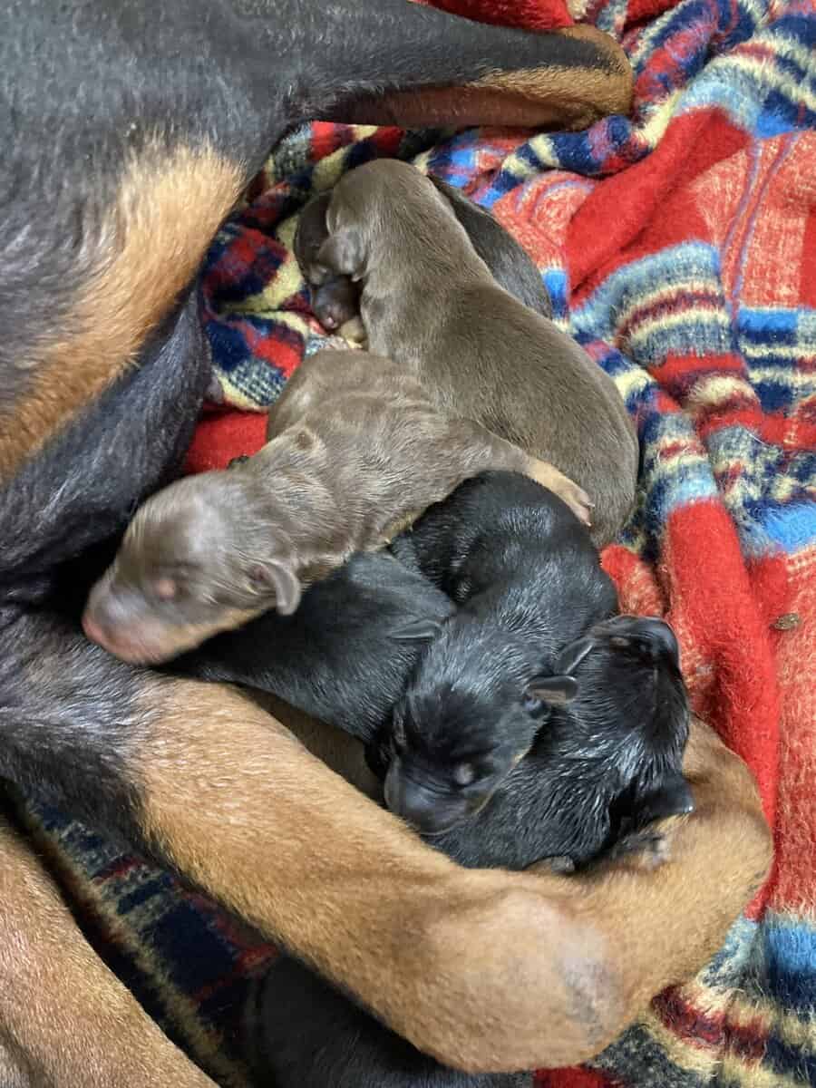Doberman Pinscher image 1