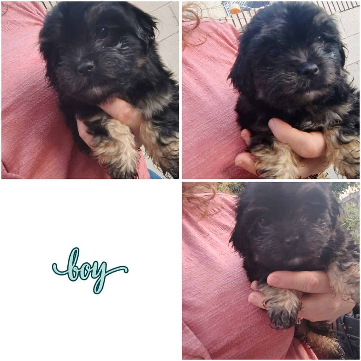 Maltese ShihTzu image 4