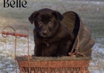 German Shepherd/Lab puppies (Belle)