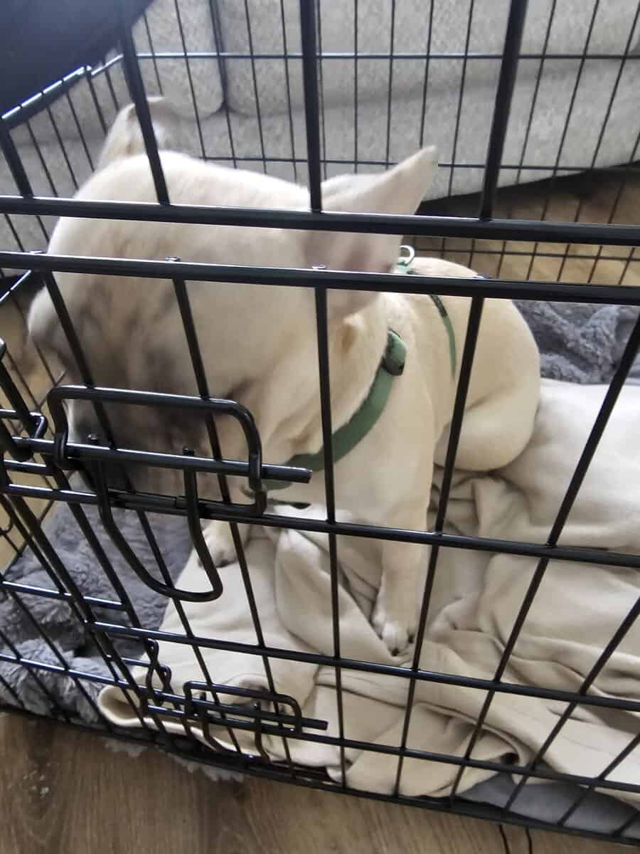 French bulldog 7 months image 5