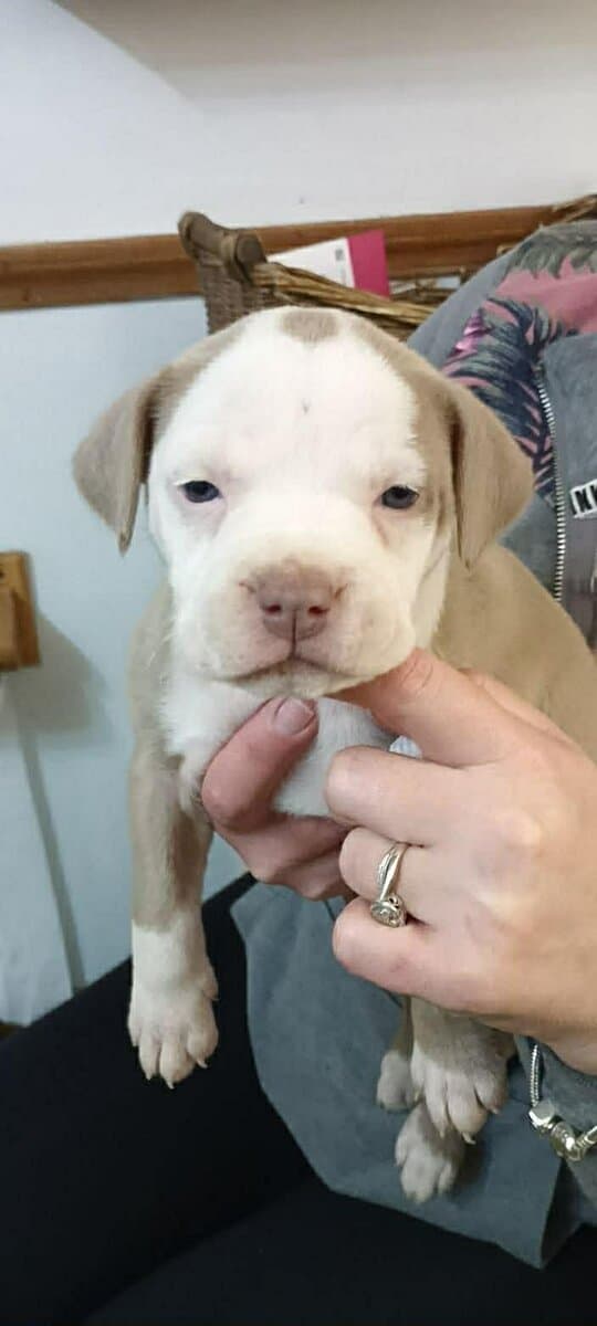 Pit bull puppies looking for forever home image 9