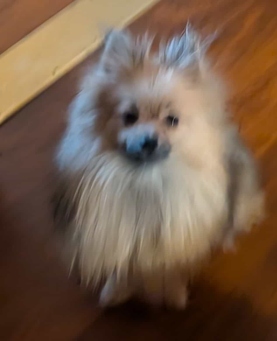 Gorgeous fluffy pomeranians image 2