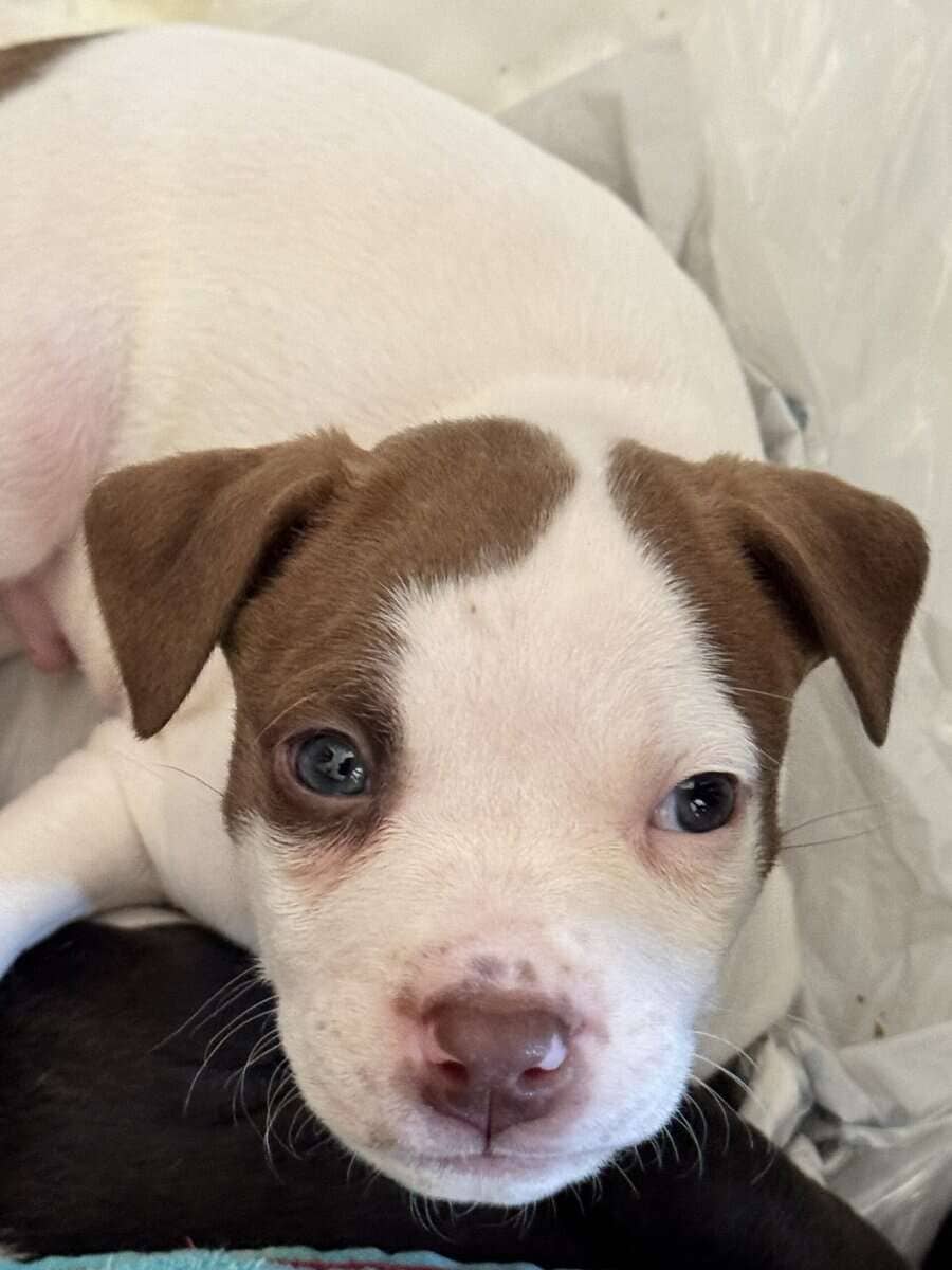 Pit Bull Puppies For Sale image 2
