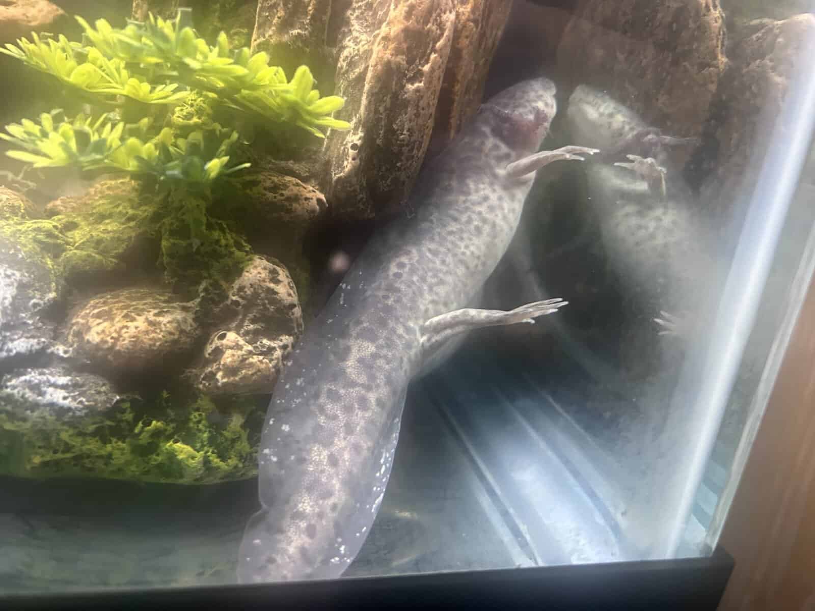 Axolotls image 3