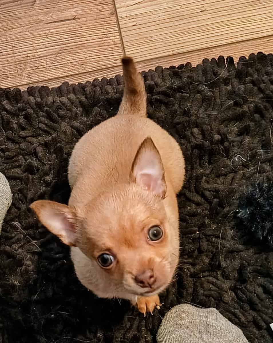 Adorable Male Chihuahua Puppy image 1