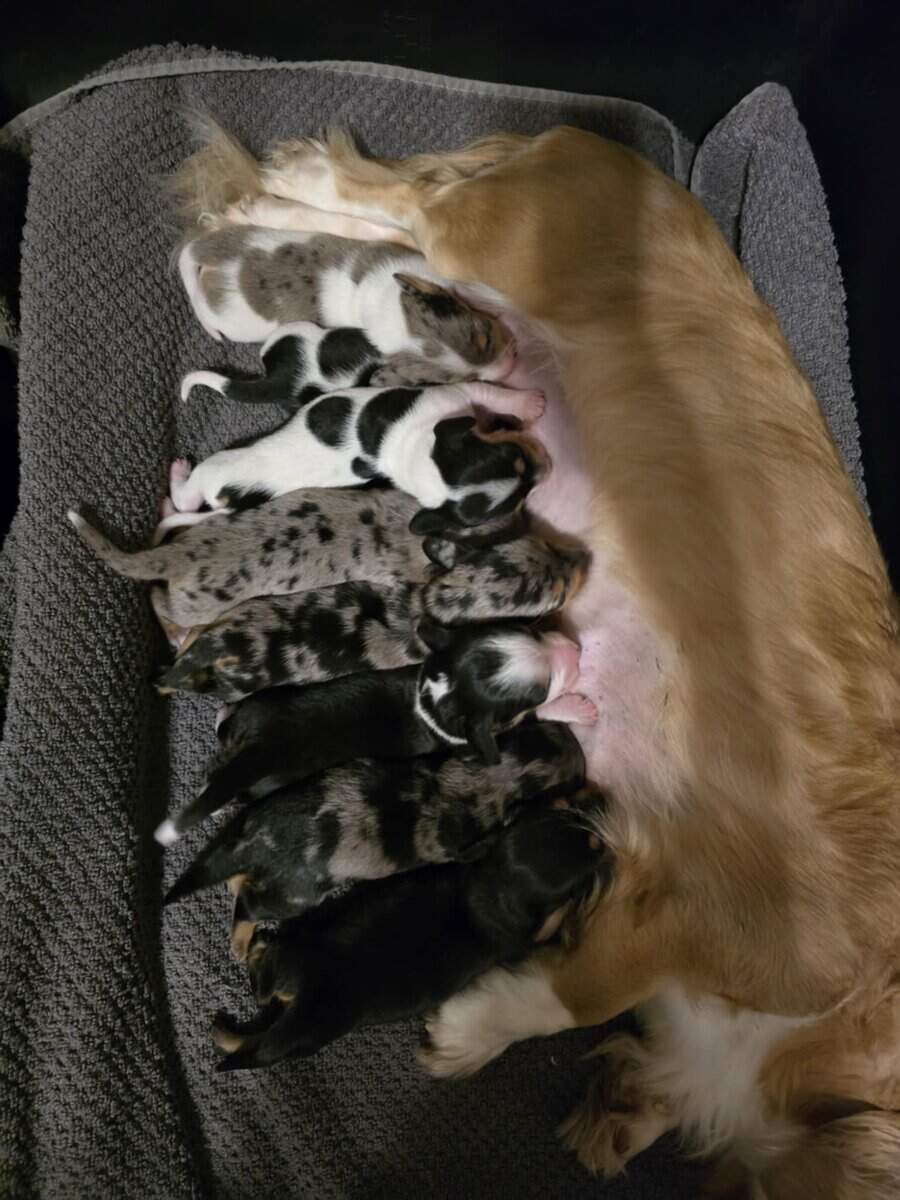 AKC Dachshund Puppies image 3