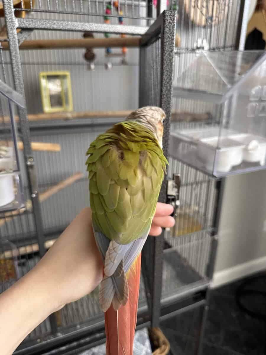 Conure Bird for Sale, cage included image 3