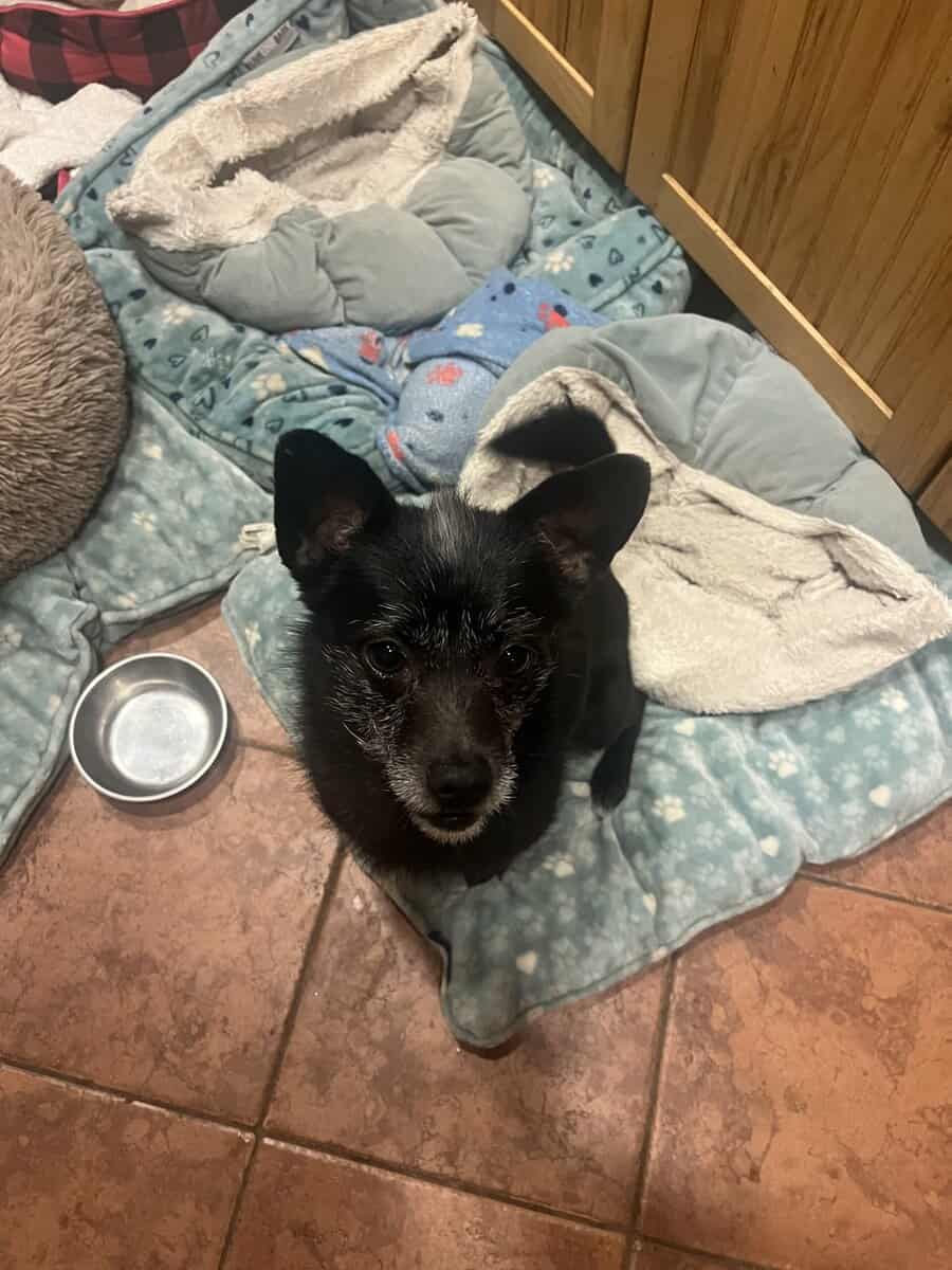 SWEET BOY NEEDS A FOREVER HOME - AVAILABLE NOW image 4