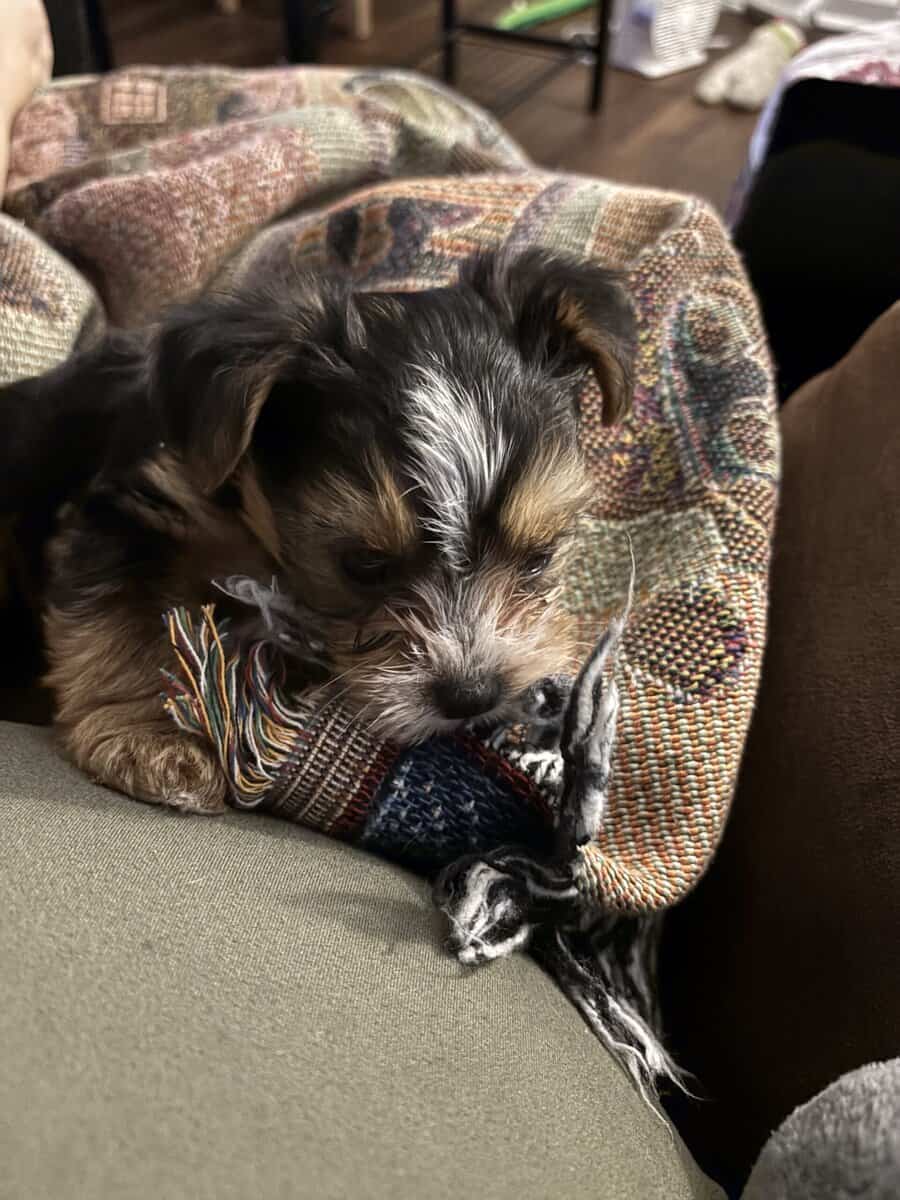Yorkies yorkies!!!! image 15