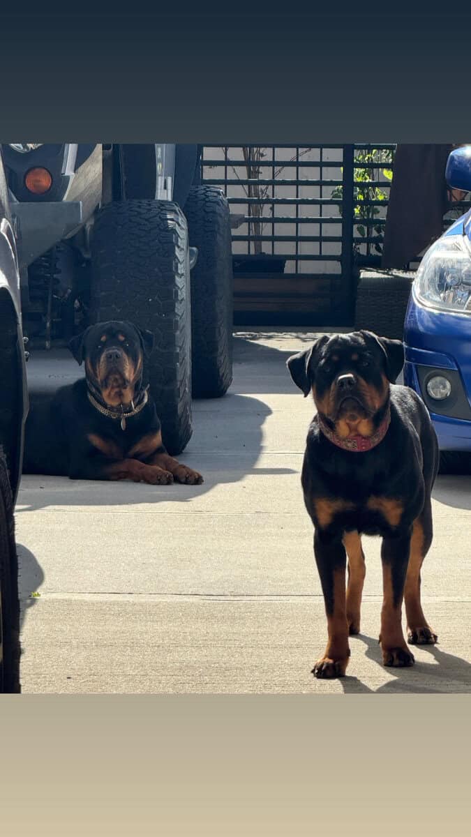 German Rottweiler Puppies 4 Females image 4