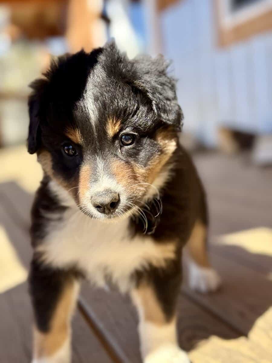 Purebred Australian Shepherd Puppy image 1