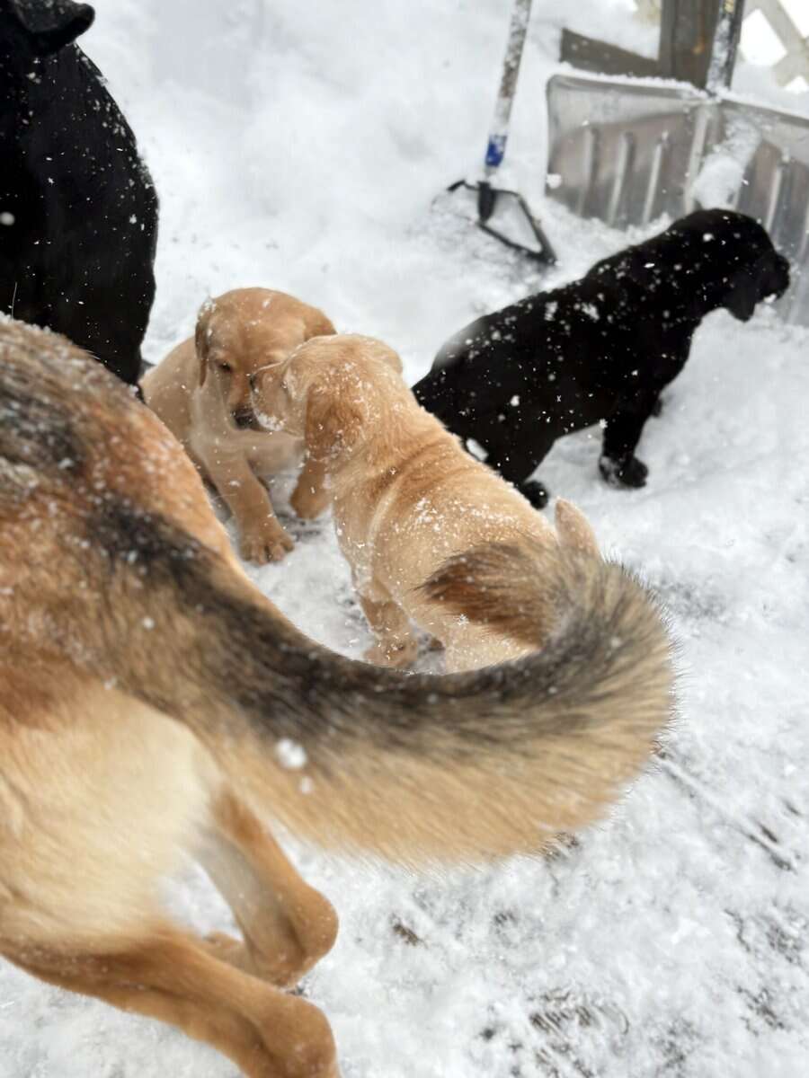 Lab puppies for sale image 14