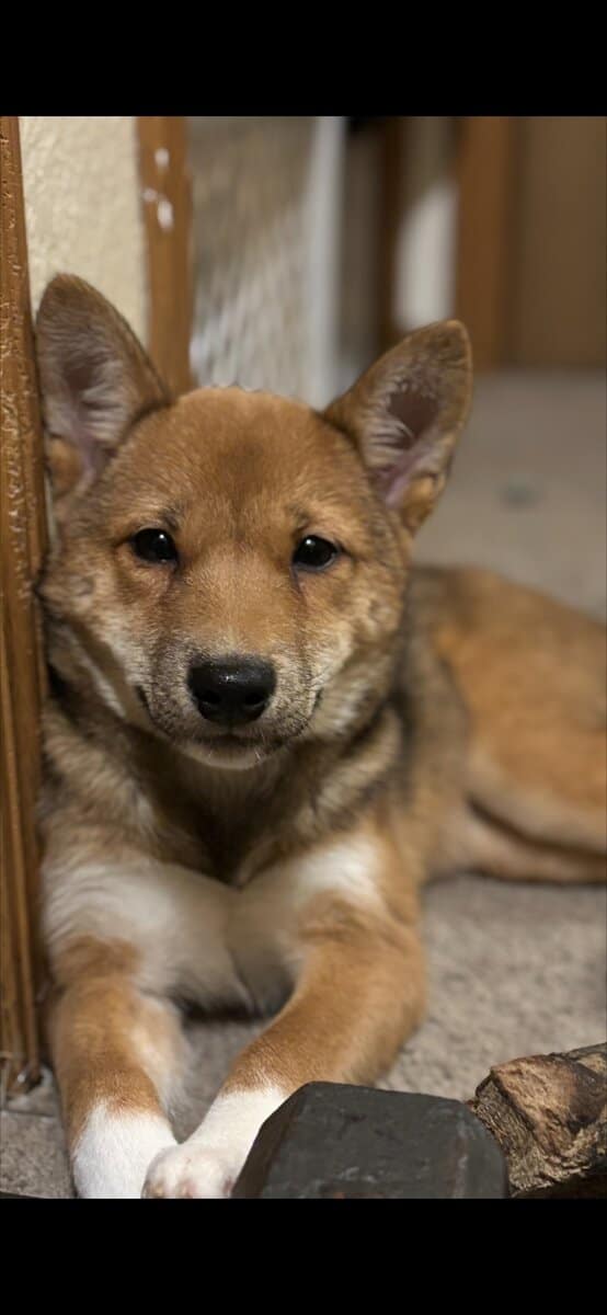 Beautiful purebred Shiba Inu puppies available image 5
