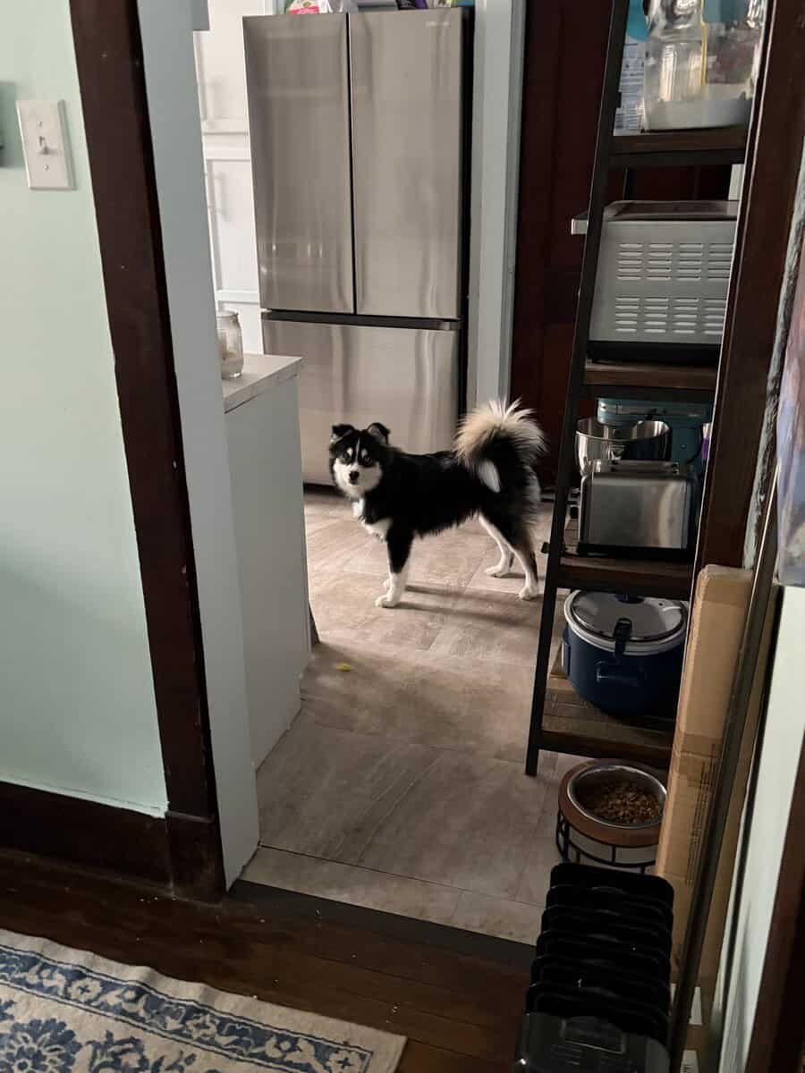 Pomsky image 3