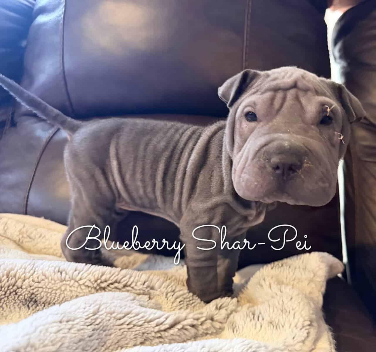 Shar-Pei Puppies image 6