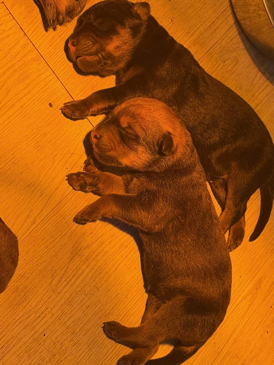 Rottweiler x Malinois puppies image 4