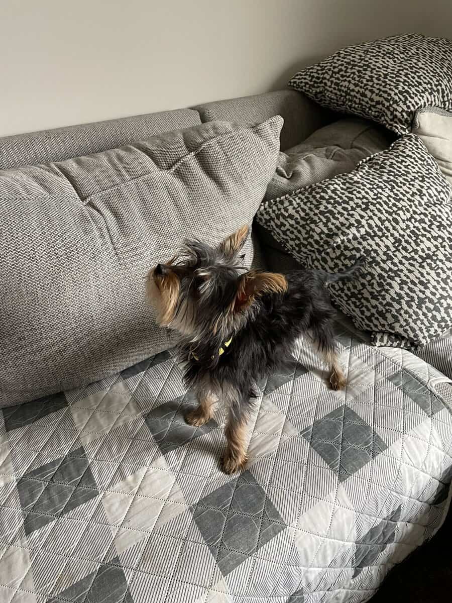 Yorkie puppy image 3