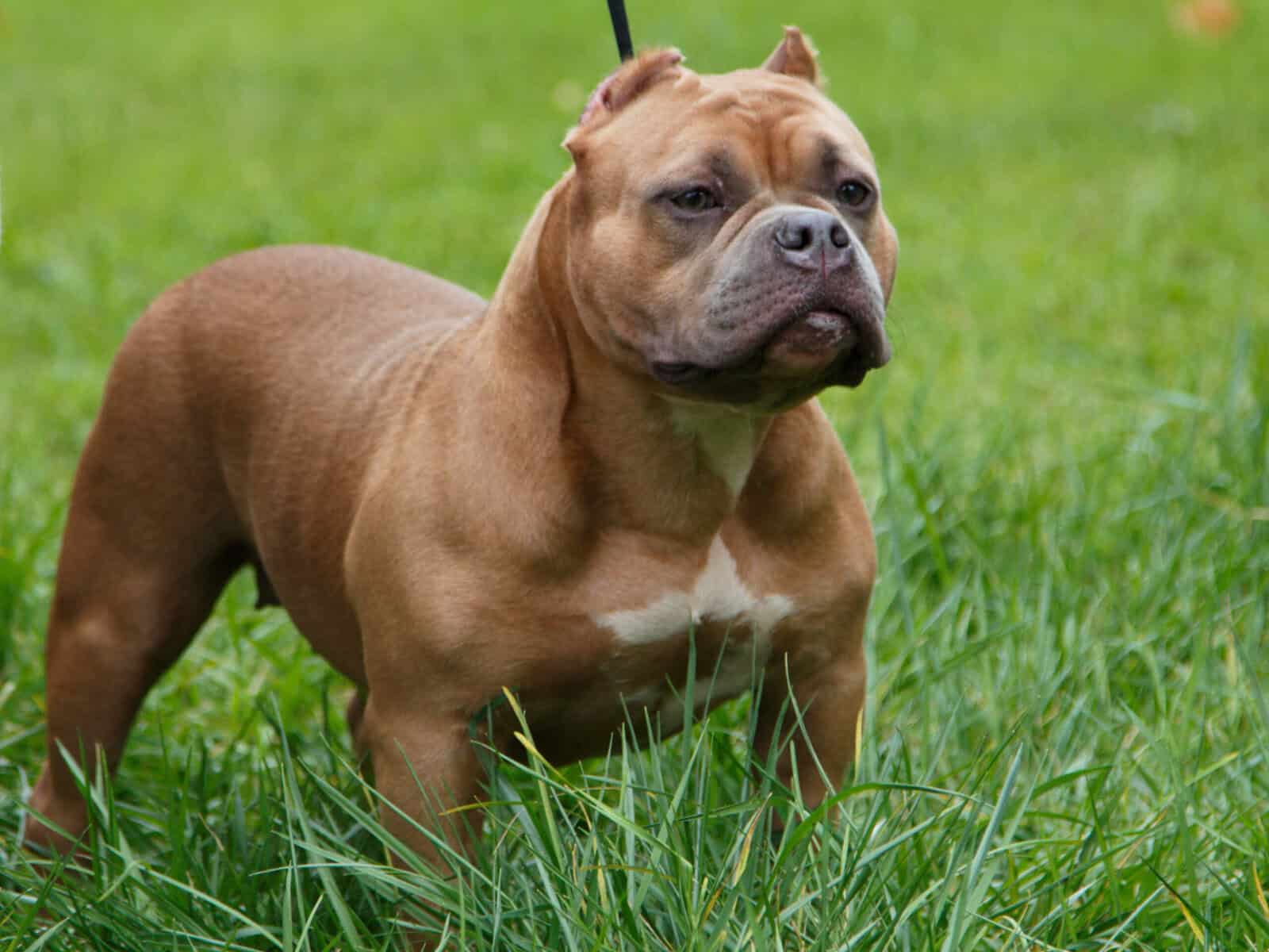 American bully puppy image 10