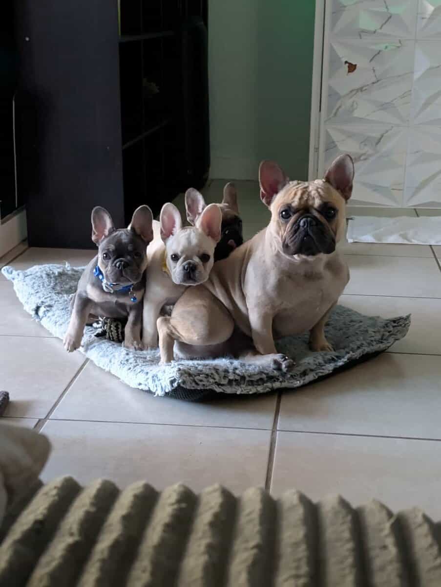 Frenchie Puppies image 5