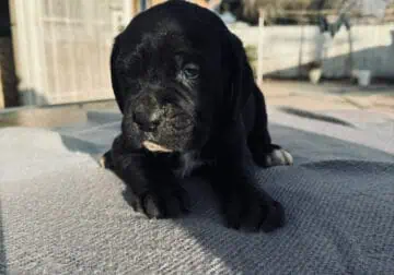 Cane Corso