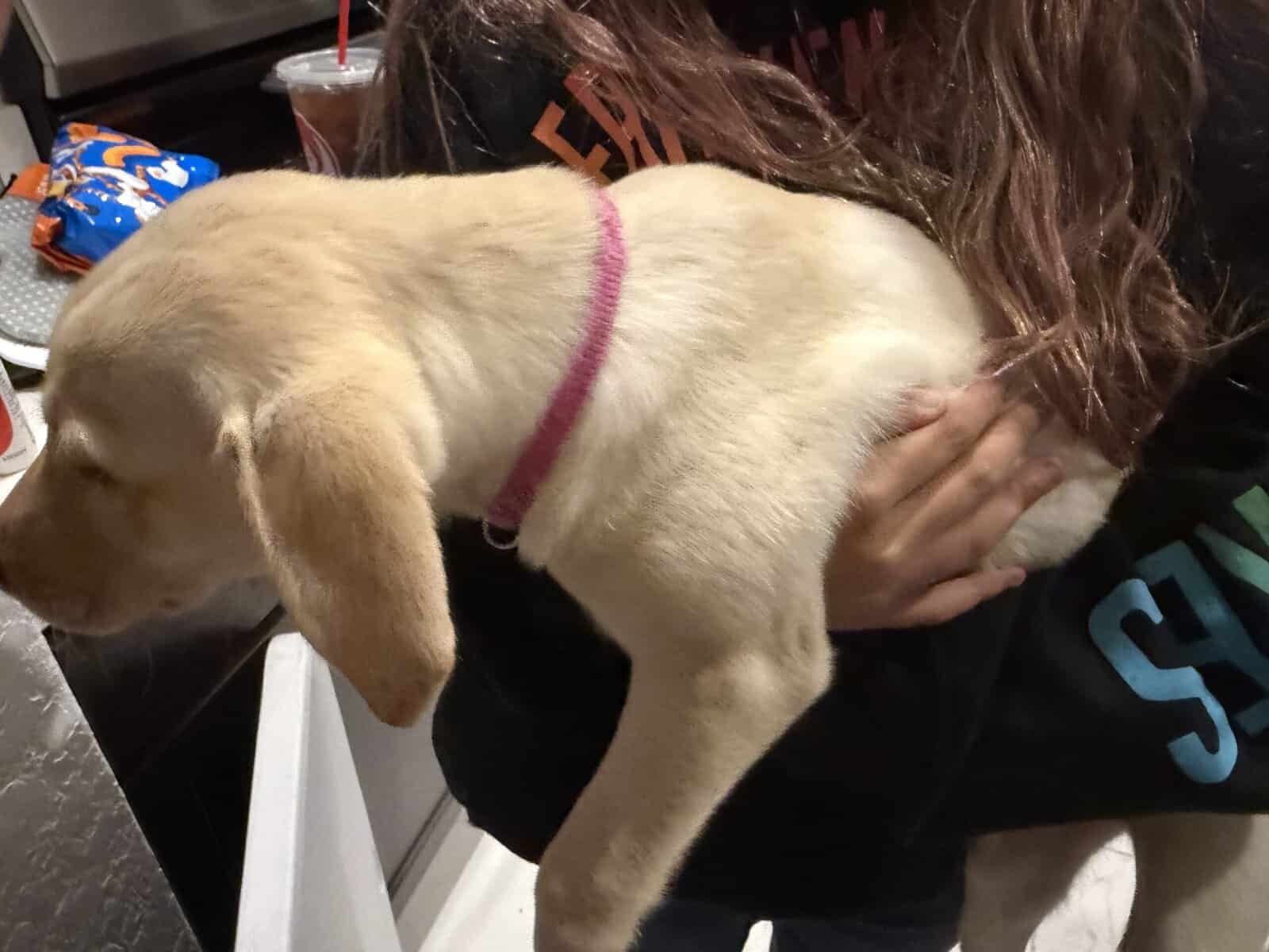 Purebred lab female image 2