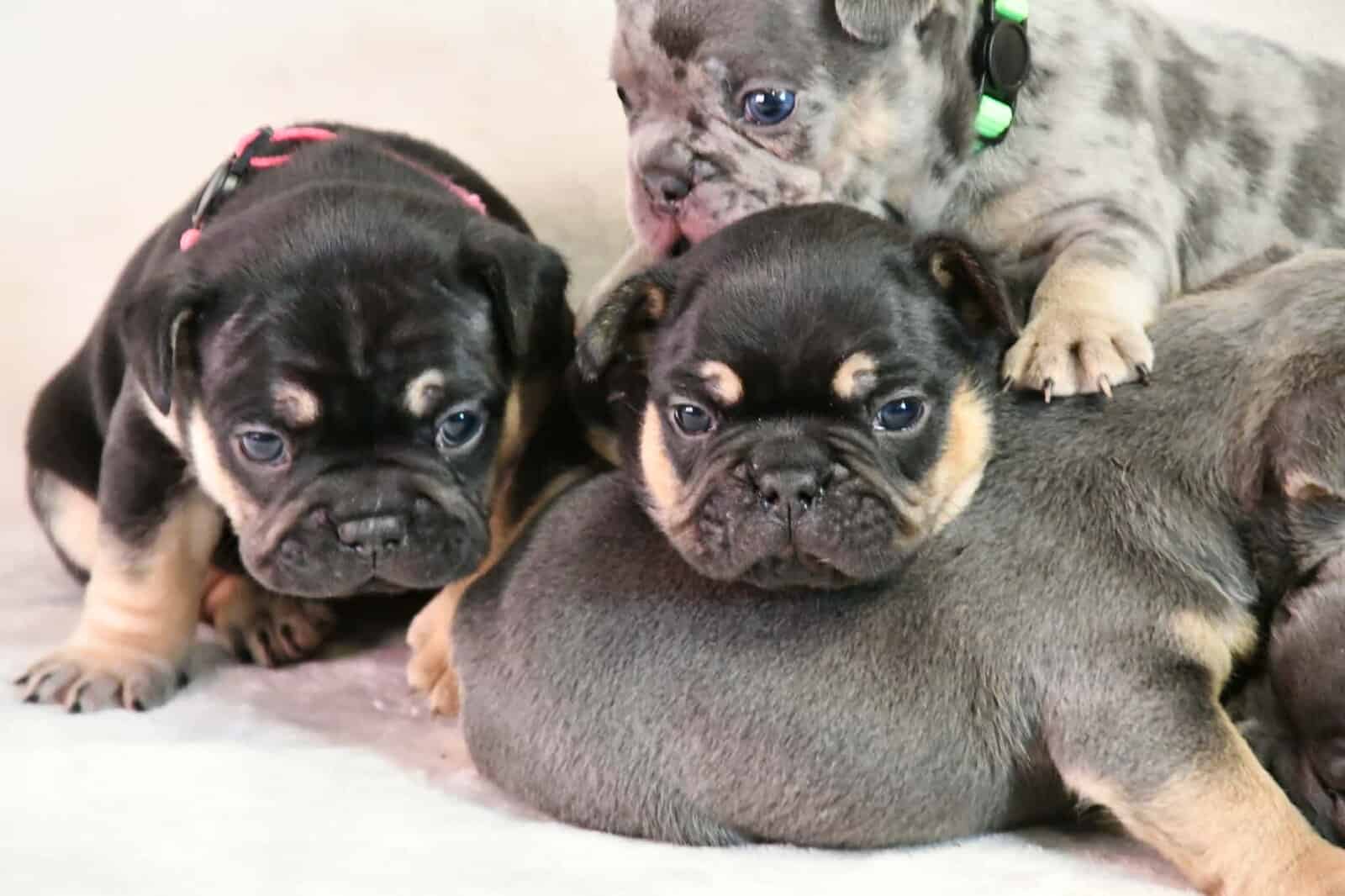 Litter of 6 for Sell - French Bulldogs image 9