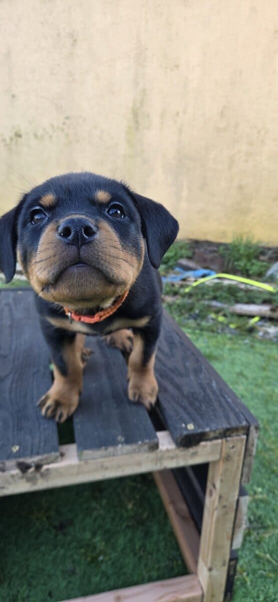 Rottweiler- Orange image 4