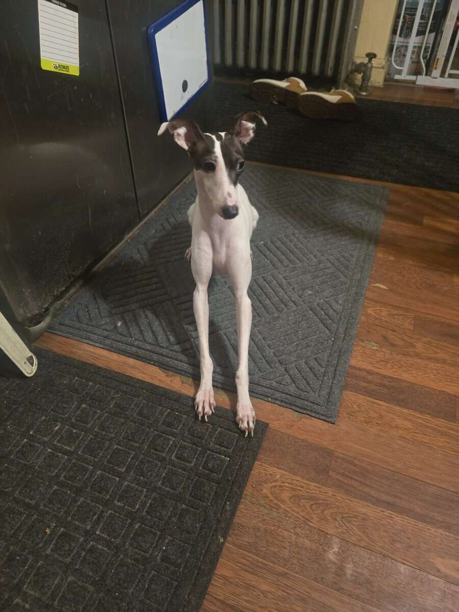 Italian greyhound image 2
