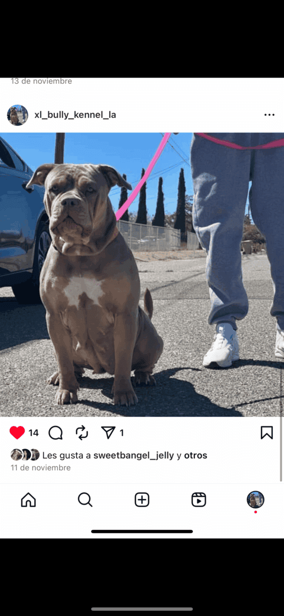 American bully XL (famale) image 4