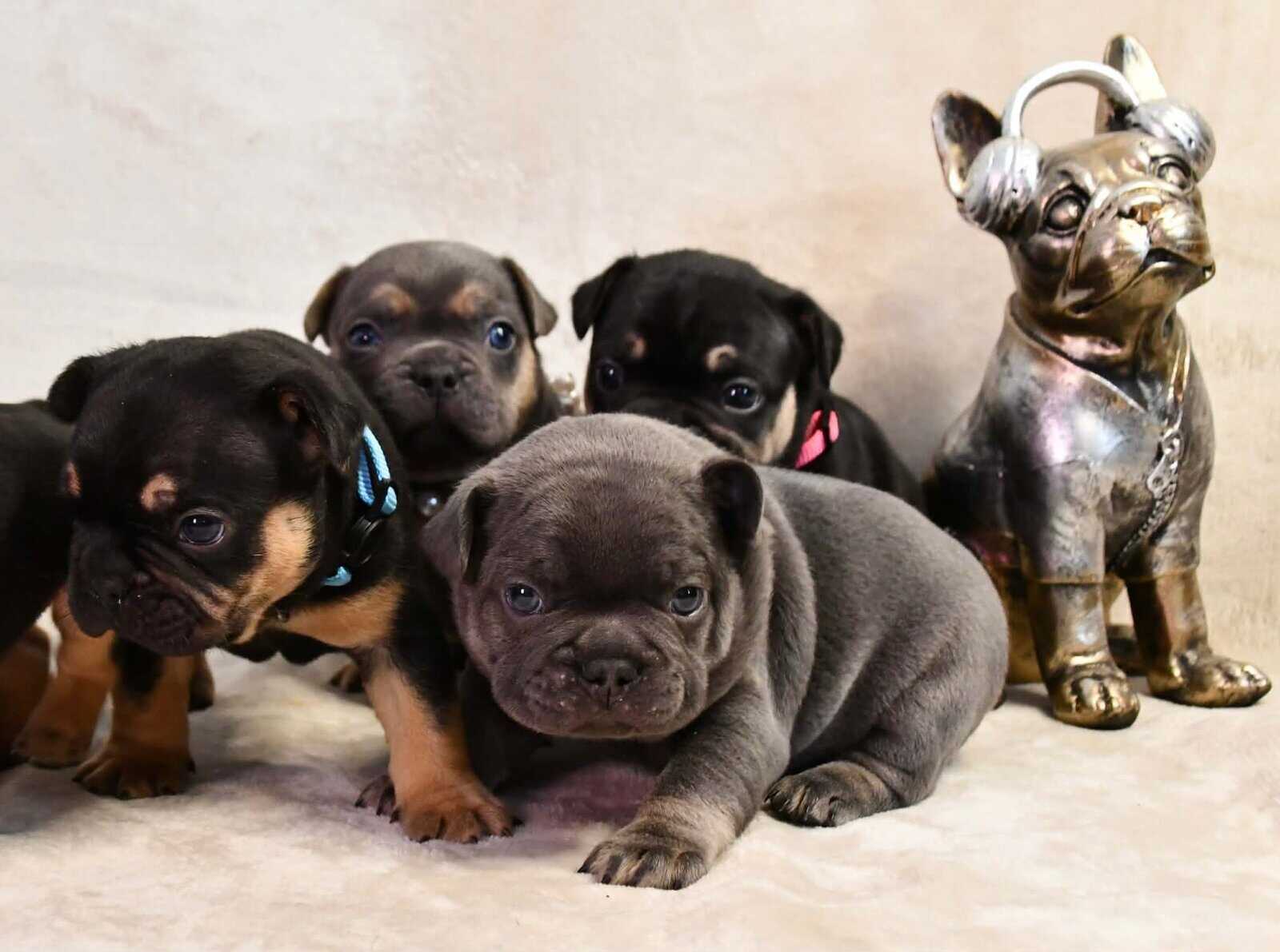 Litter of 6 for Sell - French Bulldogs image 13