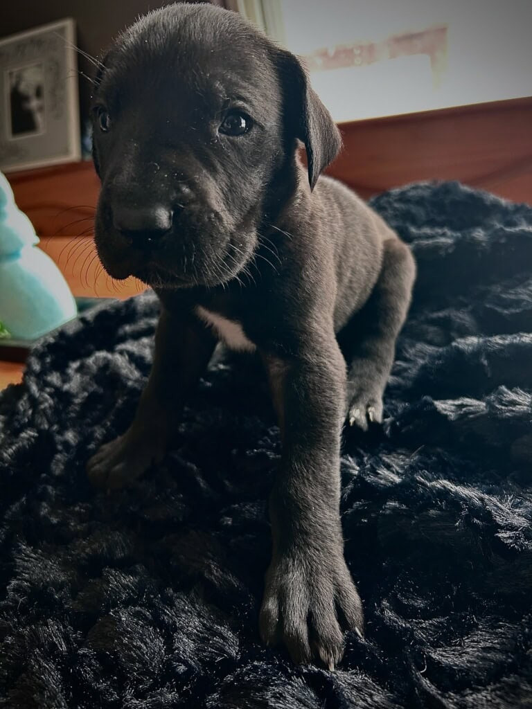 Great Dane Puppies image 4