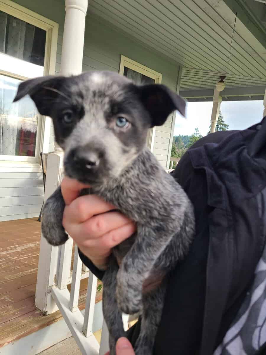 11 week old blue heeler pups image 4