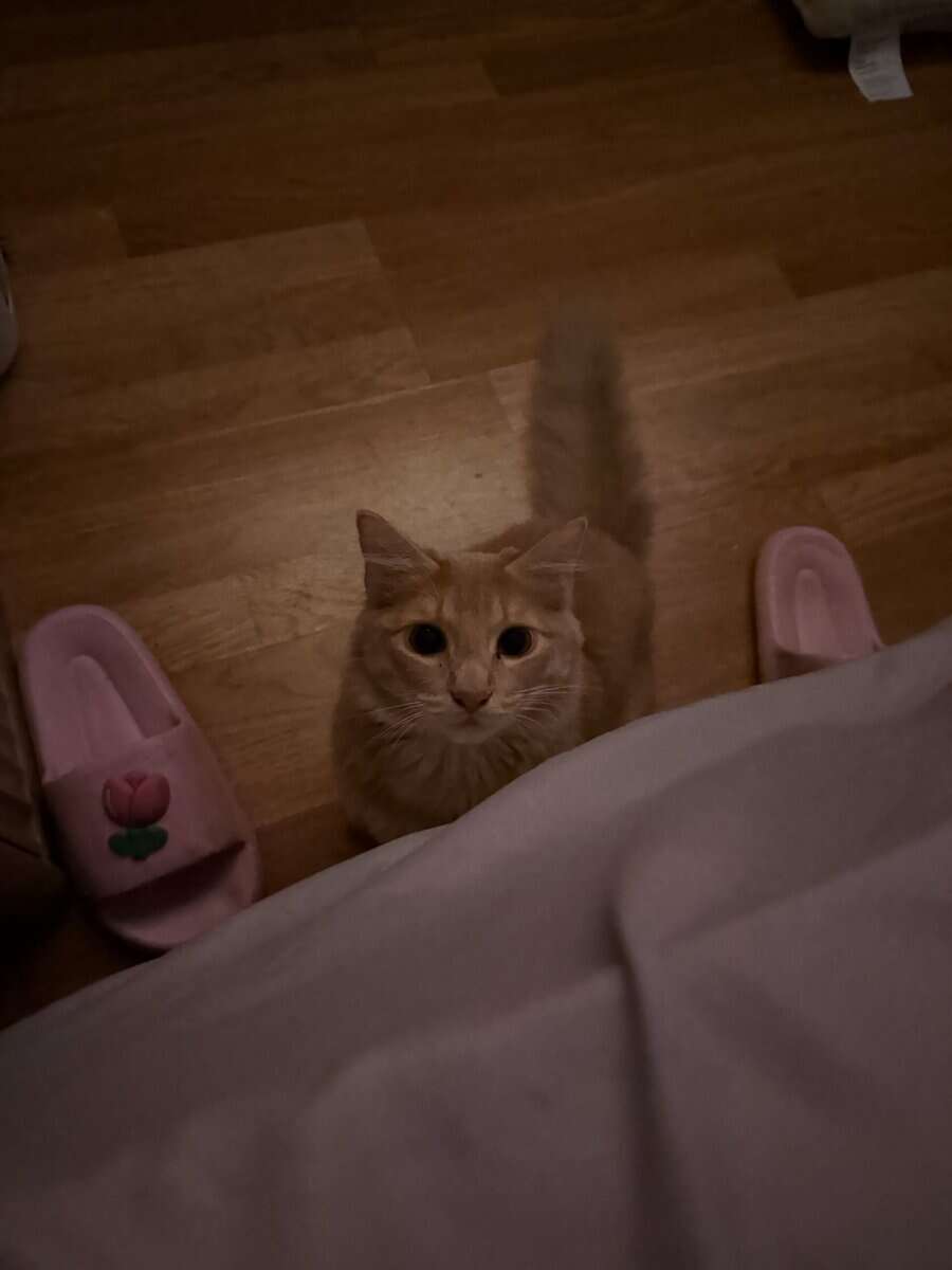 Mochi image 2