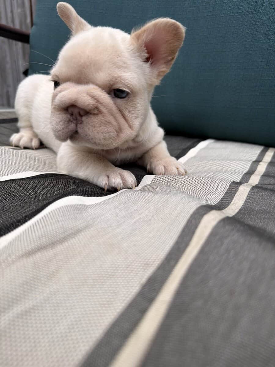 Female Big Rope French Bulldog image 4