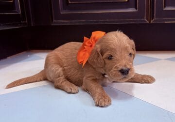 Adorable Goldendoodle Puppies, Standard, F1