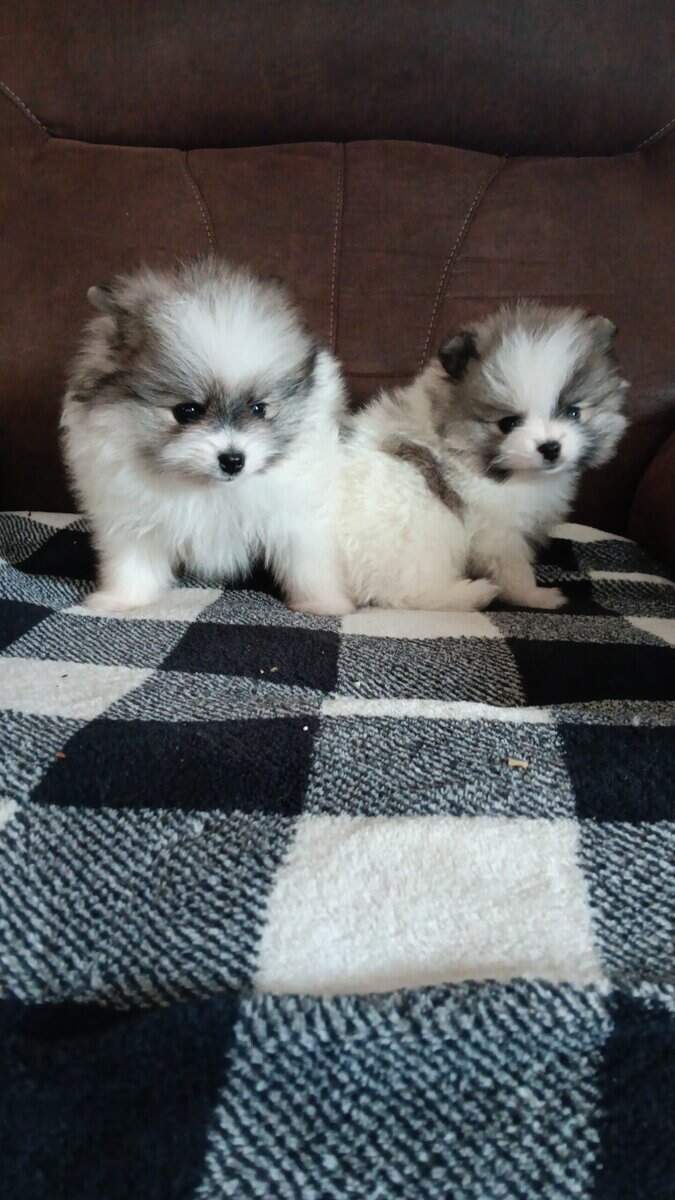 Pomeranian image 1