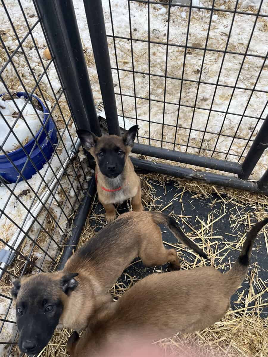 Belgian Shepherd puppies 🐶 image 3